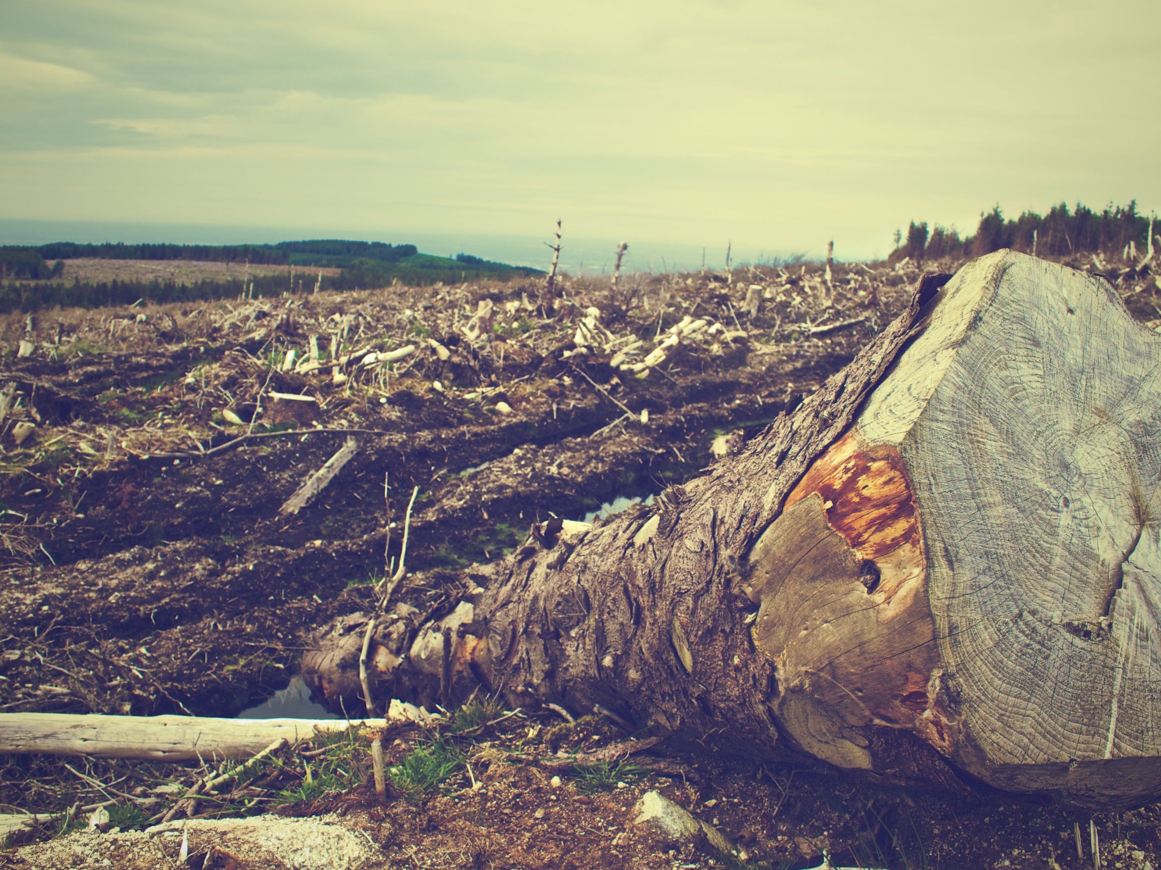 Trafic de bois : l’État ferme les yeux sur le pillage des forêts publiques françaises