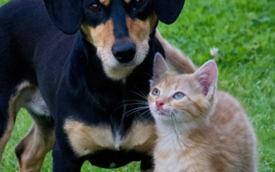 Chien et chat