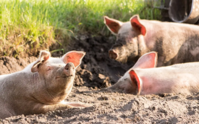 Animal Cochon