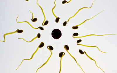 Spermatozoïdes2