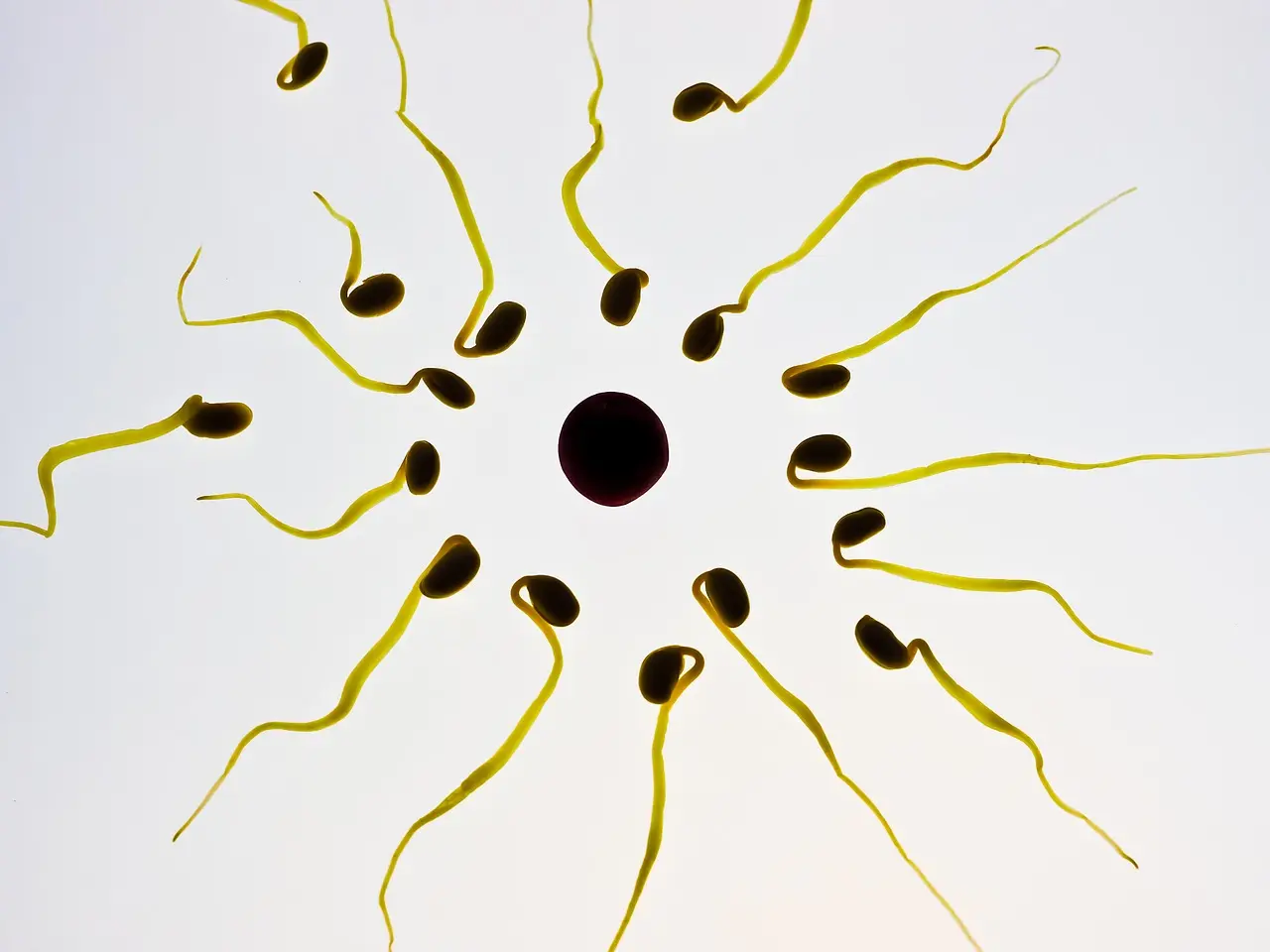 Spermatozoïdes2