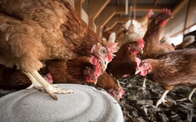 Grippe aviaire : la prochaine pandémie annoncée