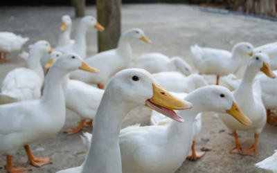 Le pari risqué des canards vaccinés à l’ARNm