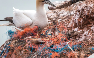 Nos organismes colonisés par les microplastiques