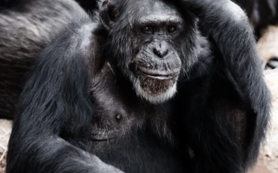 chimpanzé