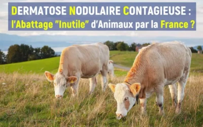 DNC Bon sens Vaches