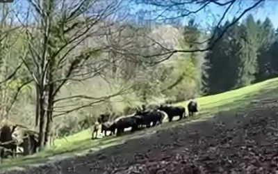 Vaccination forcée en Ariège : les gendarmes menacent de tirer