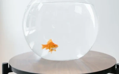 poisson rouge